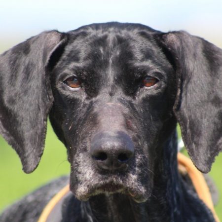 Noisette - Chien Braque allemand à poil court à adopter