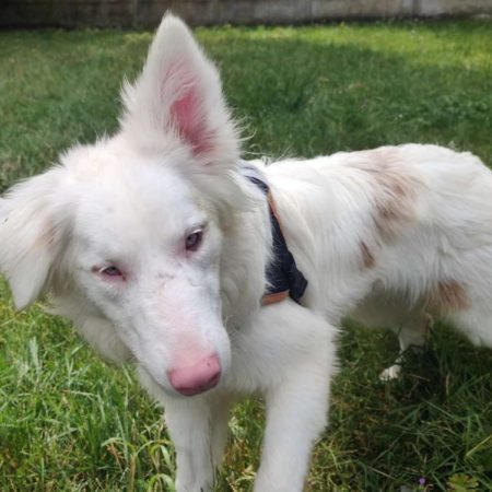 Briochette - Chien Border Collie à adopter