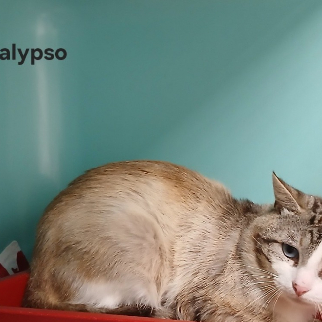 Photo de Calypso
