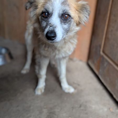 Lucy - Chien à adopter