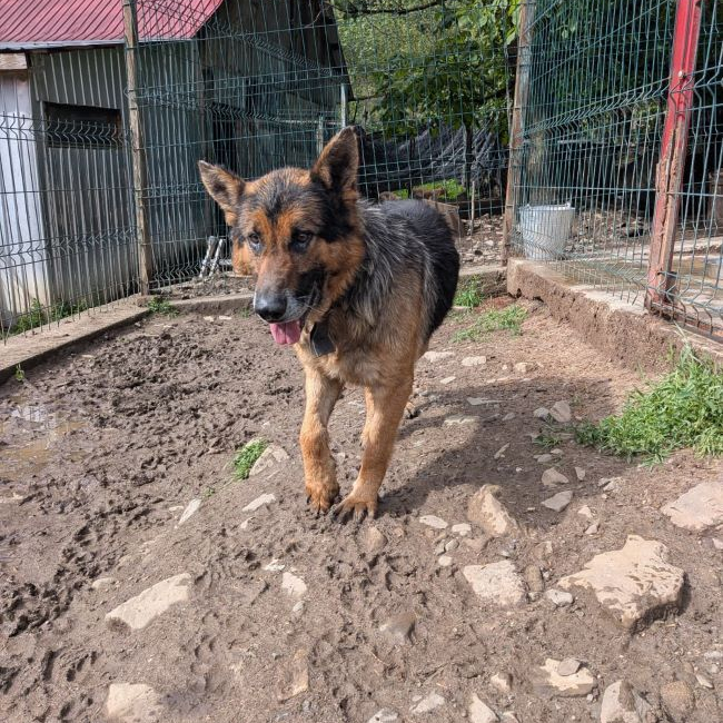 Photo de RUFUS