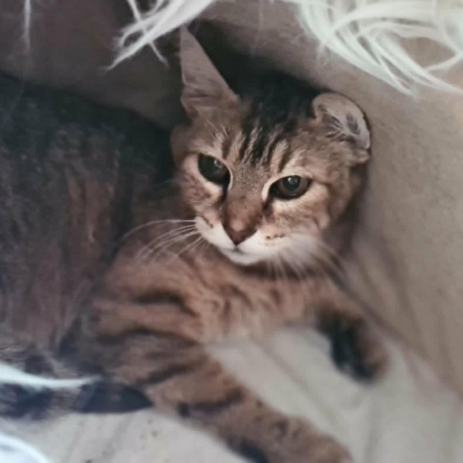 Photo de CANELLE