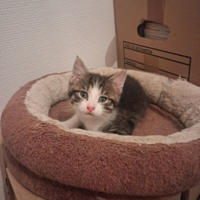 Photo de BAMBI