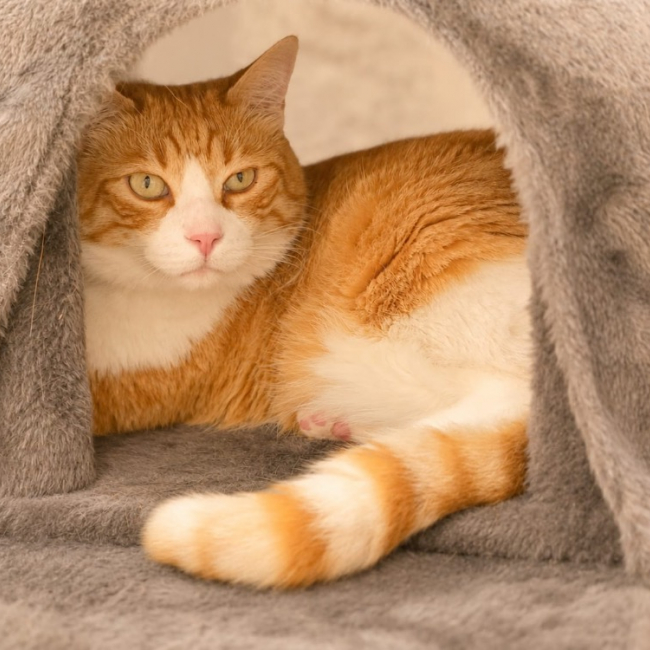 Garfield
