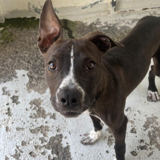 Chico