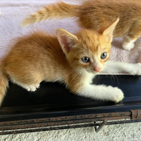 Photo de Merlin