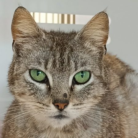 Bisous - Chat à adopter