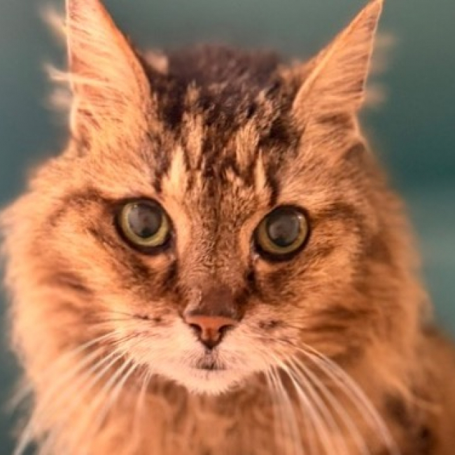 Josie
