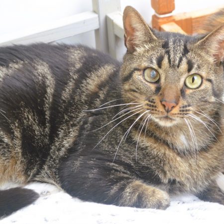 Tigrou - Chat Européen à adopter
