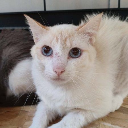 Halloumi - Chat Européen à adopter