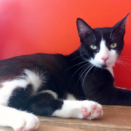 Morbier - Chat Européen à adopter