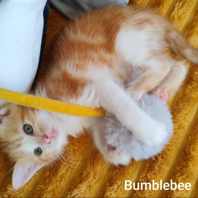Bumblebee