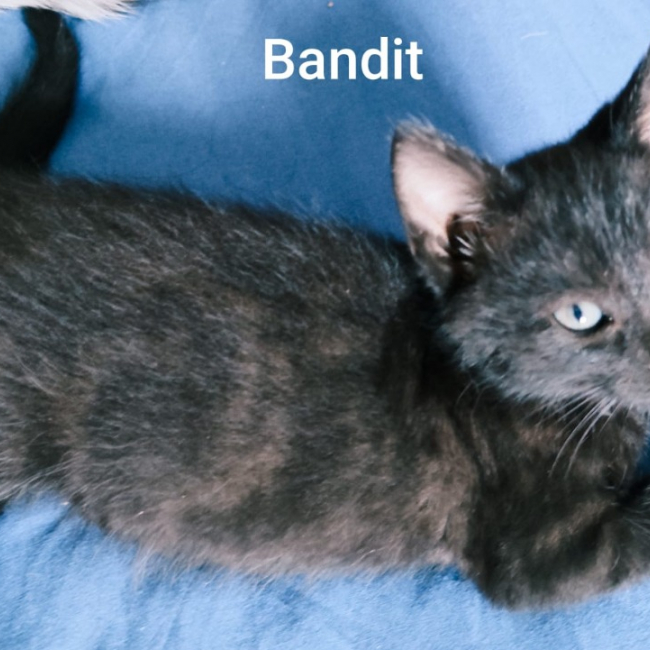Bandit