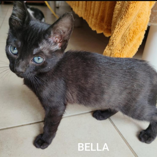 Bella