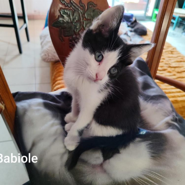 Babiole