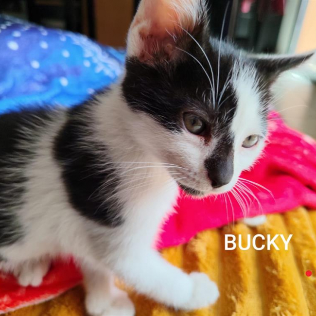 Bucky