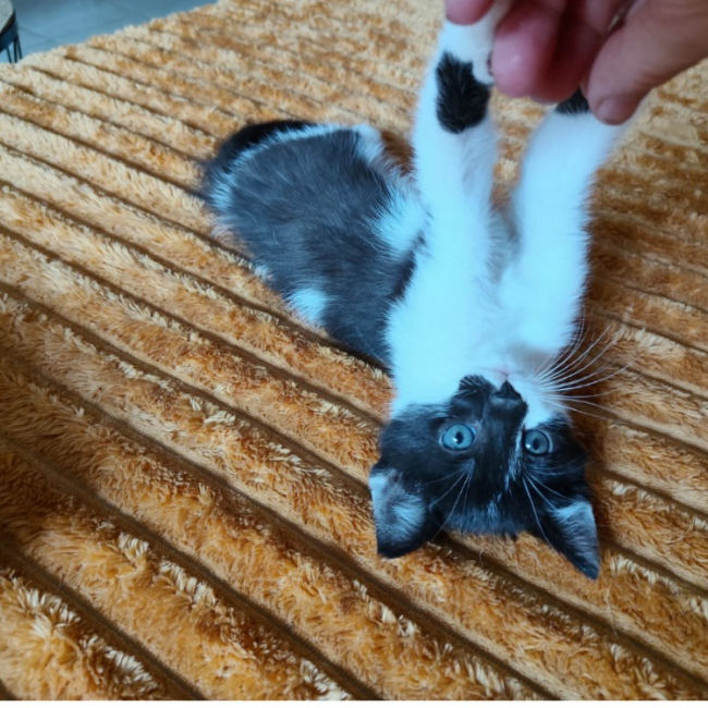 Blu