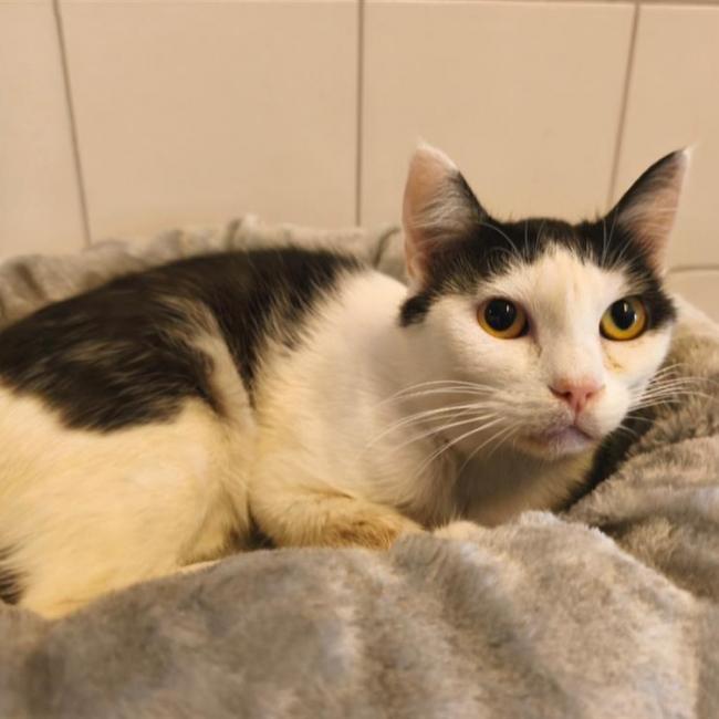 Photo de Bichette