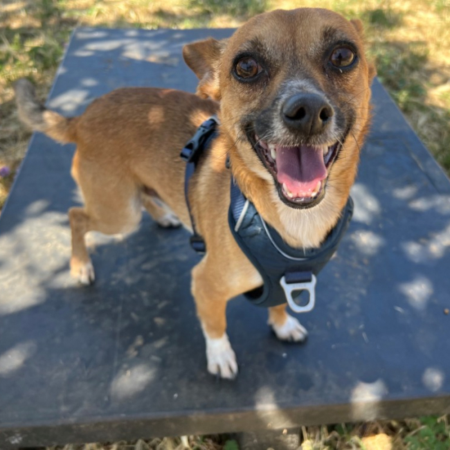 Photo de Milo