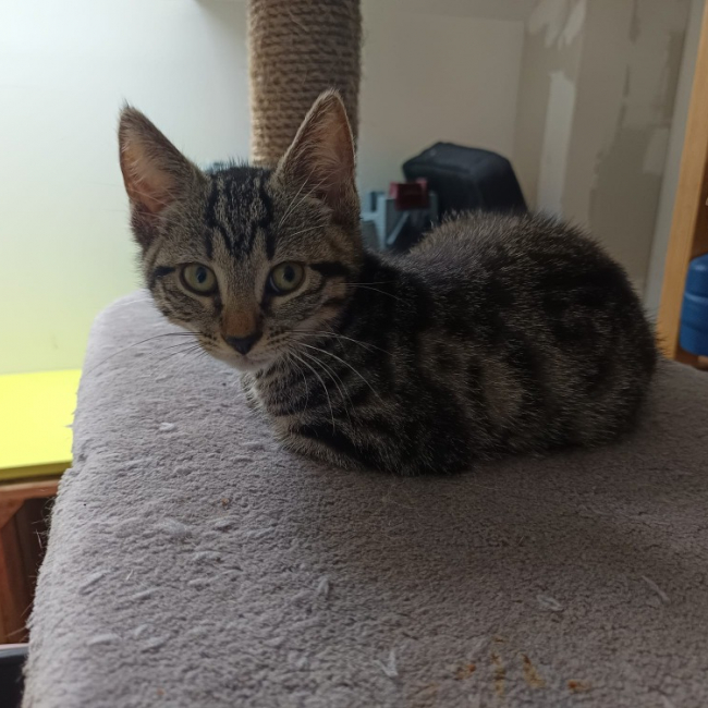 Photo de Darcy
