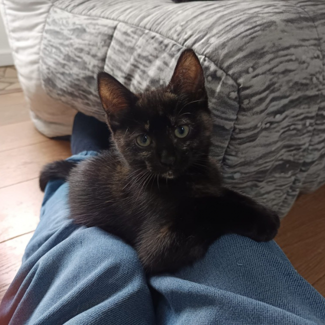 Stella
