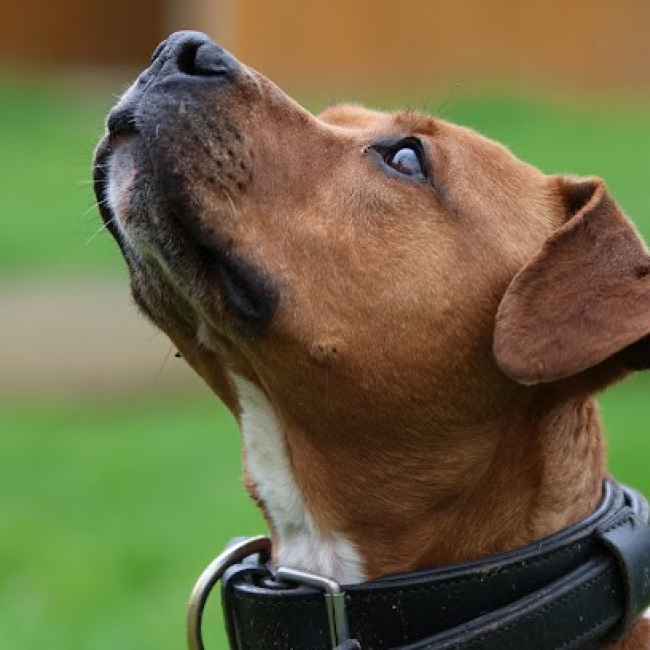 Photo de Laiko