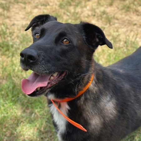 Vumper - Chien à adopter