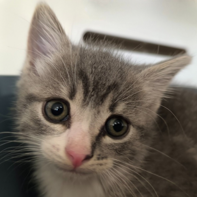 Tom