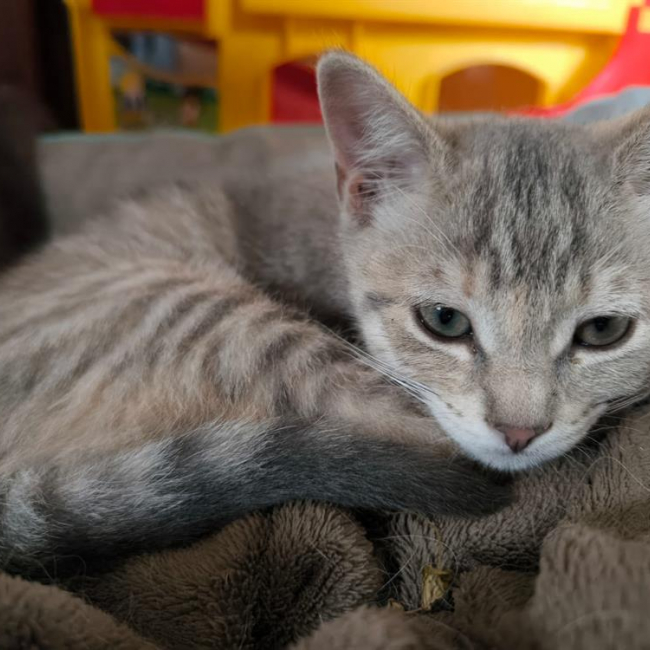 Lili