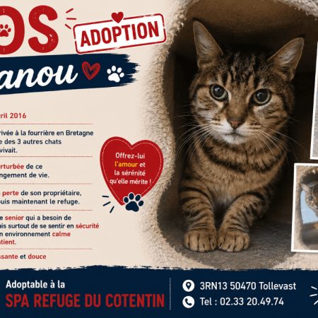 Nanou - Chat Européen à adopter