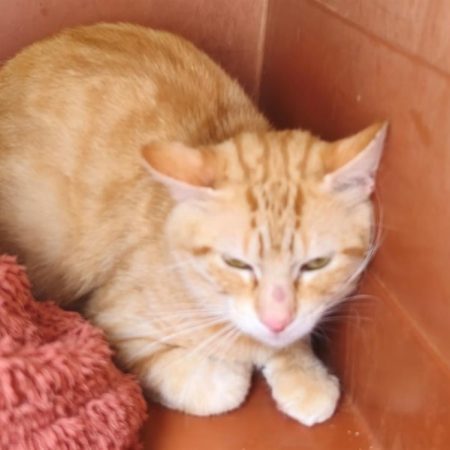 Miaouss - Chat Européen à adopter