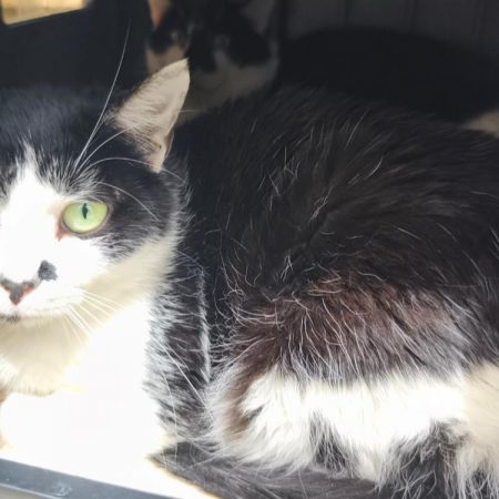 Chaplin - Chat Européen à adopter