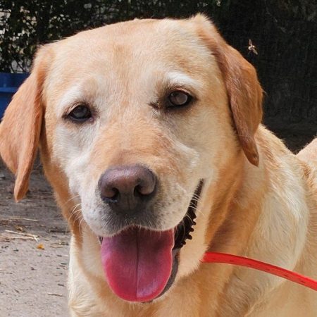 Sottyse - Chien à adopter