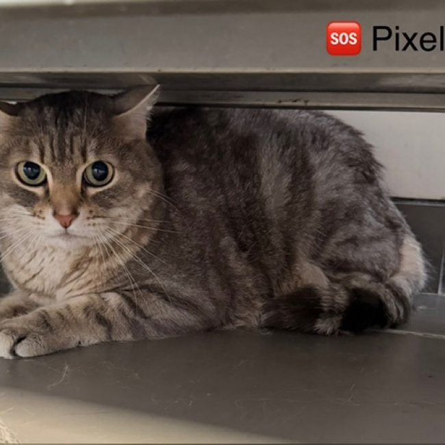 Pixel
