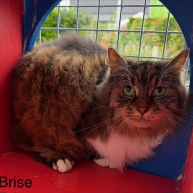Brise