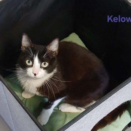 Kélowa - Chat Européen à adopter