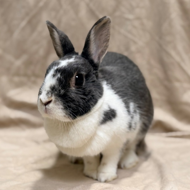 Isa