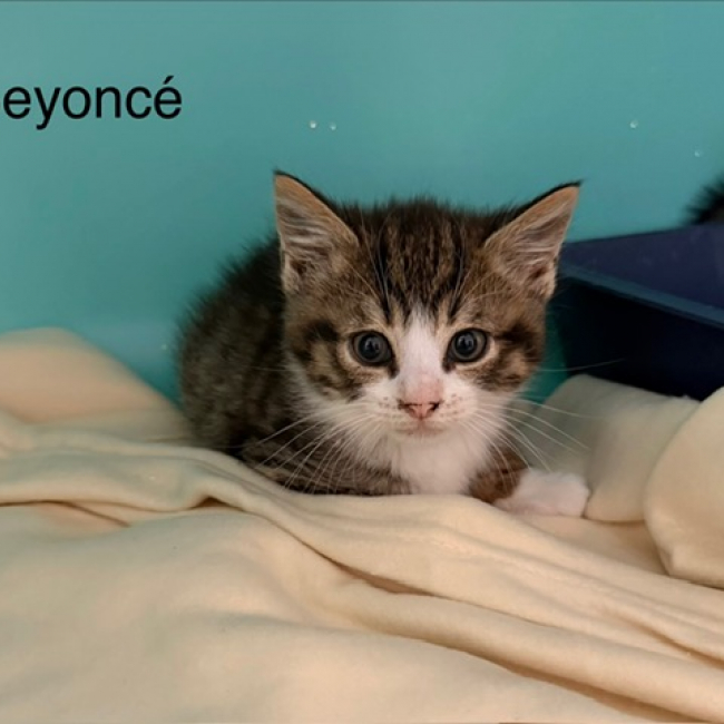 Photo de Beyonce