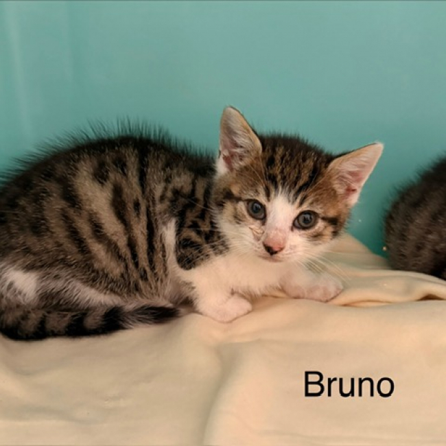 Photo de Bruno