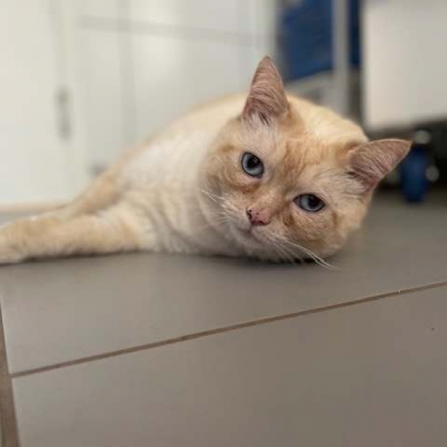 Ramses
