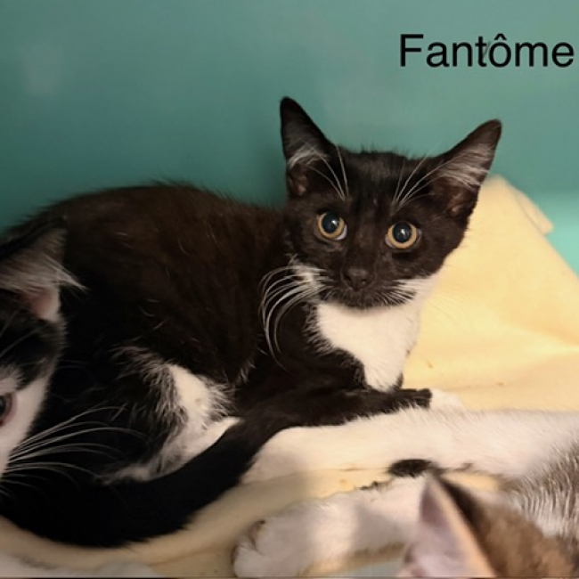 Fantome