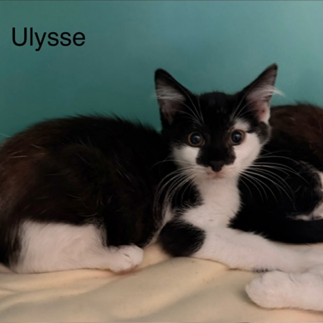 Ulysse