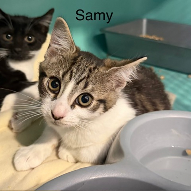 Samy
