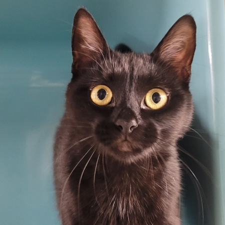 Photo de Nala