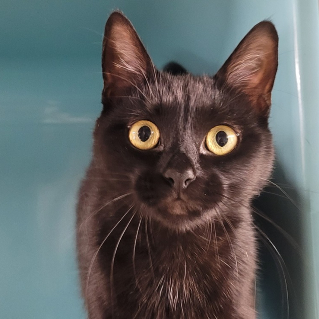 Nala