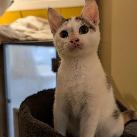 Biscotte - Chat Européen à adopter