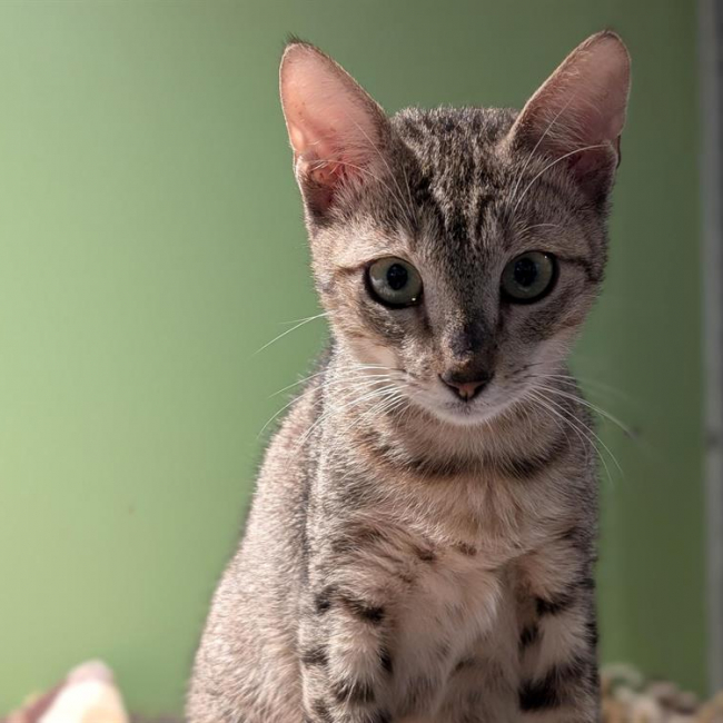 Tigrou