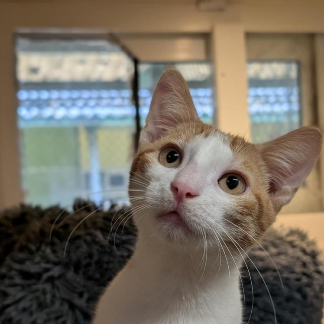 Lulu