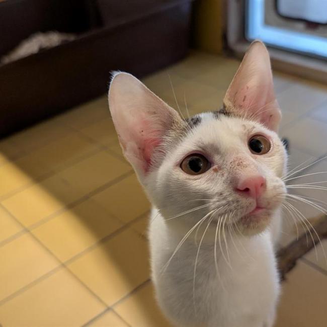 Rico