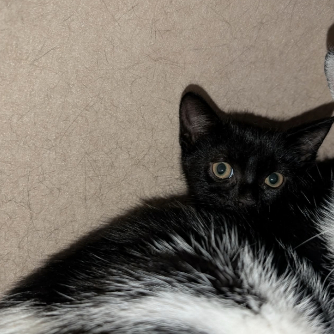 Photo de Zorro